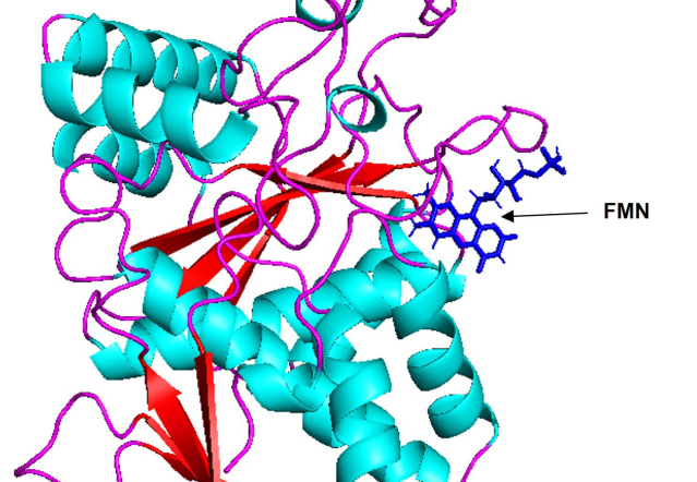 MSMEG_3955 from Mycobacterium smegmatis is a FMN bounded homotrimeric NAD(P)H:Flavin mononucleotide (FMN) oxidoreductase