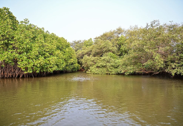 Carbon Sequestration in Mangrove Ecosystems: A Comparative Study