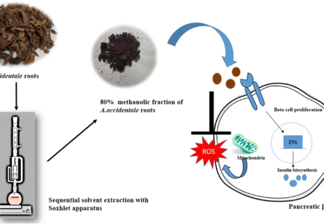Root extracts of Anacardium occidentale reduce hyperglycemia and oxidative stress in vitro